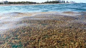 Sargassum Seaweed In The Caribbean: A Major Public Health Problem Still  Unsolved — Jogh