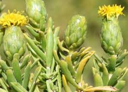 Image result for Syncolostemon bracteosus