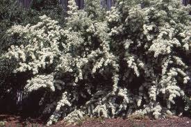 Image result for Pyracantha cf. crenulata