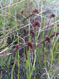 Image result for Schizaea pectinata