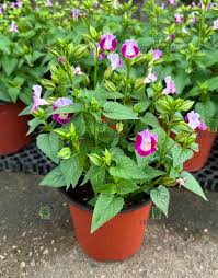 Image result for Torenia thouarsii