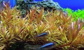 Image result for Nesaea