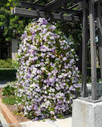 Image result for Bignonia callistegioides