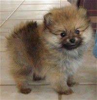 Pomeranian Breeders Pomeranian Puppies For Sale Pomeranian Puppy Mixed Breed Puppies Puppies