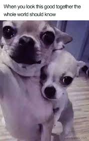 Wholesome Loving Relationship Memes Animal Memes Cute Dogs Funny Animals