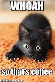 Funny Cat Photos Have A Laugh Today Funny Cat Photos Funny Animal Memes Funny Animal Pictures