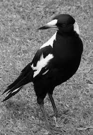 Australian Black Bird With White Wing Tips Australian Magpie Pet Birds Beautiful Birds Australian Birds