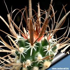 Spines of cacti are actually leaves. Spine