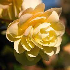 Begonia Seeds 18 Varieties Flower Seeds Annual Flowers Begonia