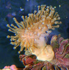 Image result for Sphaerella sp.