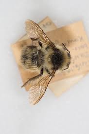 Image result for Bombus veteranus