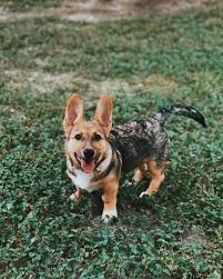 Choosing the dog breed that aligns with your lifestyle is the most important the german shepherd crossed with malamute puppies may be difficult to acquire. German Shepherd Corgi Mix Reviewed By Vets 3 Reasons To Avoid