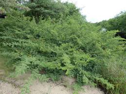 Image result for Acacia hebeclada