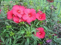 Maybe you would like to learn more about one of these? Plantfiles Pictures Hardy Hibiscus Rose Mallow Swamp Mallow Fireball Hibiscus By Cskate
