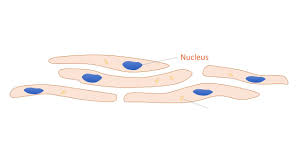 Check spelling or type a new query. Cell Specialisation Revisingscience