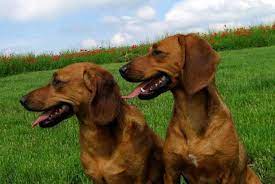 tyrolean hound tiroler bracke dogs puppy tiroler bracke hunde
