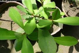 Image result for Euphorbia umbellata