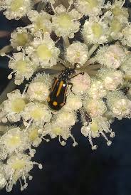 Image result for Diplolophium