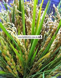 Image result for Ipomoea plebeia