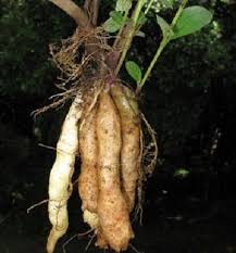 Image result for Coleus esculentus