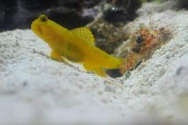 Maybe you would like to learn more about one of these? Awesome Fish Spotlight The Yellow Watchman Goby Reef Builders The Reef And Saltwater Aquarium Blog