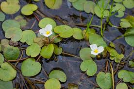 Image result for Hydrocharitaceae