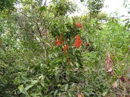 Image result for Combretum paniculatum