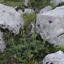 Image result for Carduus