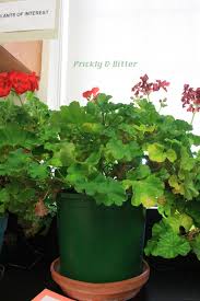 Image result for Pelargonium domesticum round-leaved bushy