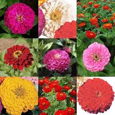 Pin On Gardening