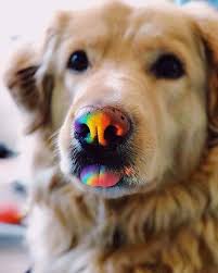 A Imagem Pode Conter Cao Cute Puppy Dog Animal Pets Today Pin Hunderassen Hundebilder Hunde Bilder