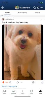 little miss millie's spa day 🤍 : r/Maltipoo