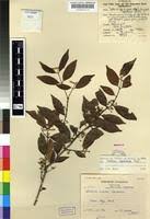 Image result for Salacia leptoclada