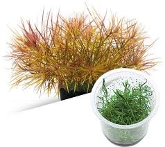 Image result for Pogostemon aquaticus