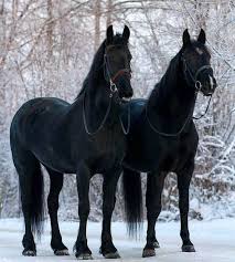 Black And White Horse Names Female 70 Unique Names For Black Horses Black Horses Horses Beautiful Horses