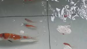 Jika tertarik membelinya, simak patokan harga. Jual Ikan Koi Murah Karawang Wa 085781972079 Youtube