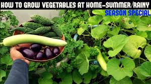 Best grown during spring and fall, or in light summer shade in cooler locations, lettuce is easy. How To Grow Vegetables In Containers Summer Rainy Season Special Youtube