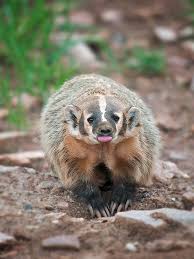 American Badger South Dakota Animal Guides Badger Animals