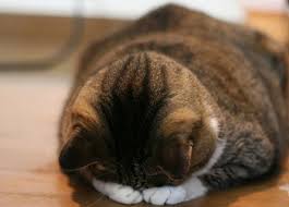 Epingle Par Danychette Sur Cat Cat Cat Chats Et Chatons Photo Chat Belles Photos De Chats