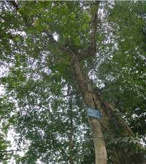 7+ tips penanaman bonsai loa juara (rekomendasi) bonsai loa atau ficus racemosa merupakan salah satu tanaman yang saat ini menjadi buruan para pecinta bonsai. Rukem Tanaman Buah Banyak Kegunaan