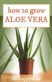 How to plant, grow & care for aloe vera? How To Grow Aloe Vera Plant Care Growing Tips Dirthappy How To Grow Aloe How To Grow Aloe Vera Aloe Vera Plant Indoor