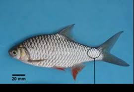 …air dan ikan hias ini. Https Media Neliti Com Media Publications 196341 Id Karakteristik Morfologi Dan Habitat Ikan Pdf