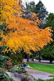 Fall Color In Bellevue Botanical Garden Bellevue Wa Photo By Jay Yang Beautiful Gardens Dream Garden Autumn Garden