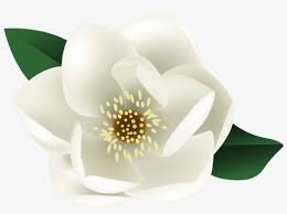 Free Png White Magnolia Flower Png Images Transparent Magnolia Clipart Transparent Background Free Transparent Png Download Pngkey Download the saucer magnolia png on freepngimg for free. free png white magnolia flower png