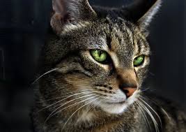 She has an alternative appearance which is dark grey with darker ears and faint body spots. Grey Cat With Green Eyes Drawing Novocom Top