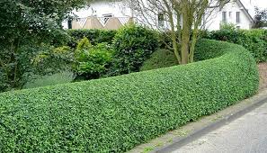 Dabei dürfen sie die hecke aber nicht zu sehr kürzen, da starke rückschnitte wegen brütender vögel im sommer nicht erlaubt sind. Liguster Schneiden So Erhalten Sie Eine Dichte Hecke