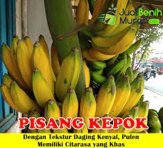 We did not find results for: Jual Bibit Pisang Kepok Kuning 50cm Jualbenihmurah Com