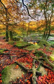 Missfairyblossom Autumn Roots At The Top Of Padley Gorge Near Grindleford In The Derbyshire Peak District Of C Beautiful Nature Scenery Beautiful Landscapes