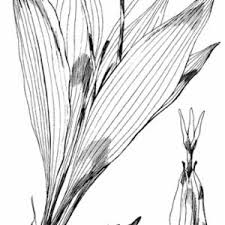 Image result for Ottelia lisowskii