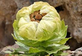 Thiên sơn tuyết liên hay hoa sen tuyết là loại thần dược mà trong truyền thuyết hay các tác phẩm truyện và phim có tác dụng cải lão hoàn đồng khi bung nở, loài tuyết liên có hình dạng giống hệt như một đóa sen. Thien SÆ¡n Tuyáº¿t Lien 8 Máº¹o Chá»¯a Bá»‡nh Y Há»c Cá»• Truyá»n Thuá»'c Hay